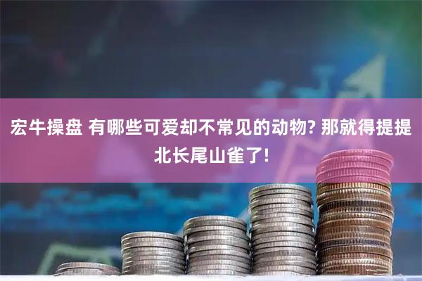 宏牛操盘 有哪些可爱却不常见的动物? 那就得提提北长尾山雀了!